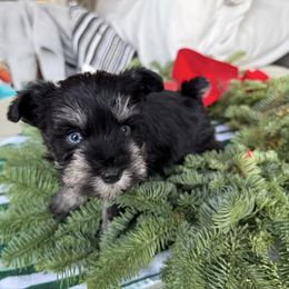 Snoop - Black and silver male Miniature Schnauzer puppy in La Mirada, California from SchnauzersRus