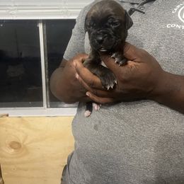 Cane Corso Puppies from Double C Cane Corso Kennel