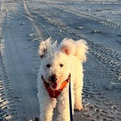 Pumik from MayaLu Dogs