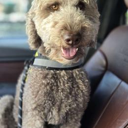 Luna - Goldendoodle