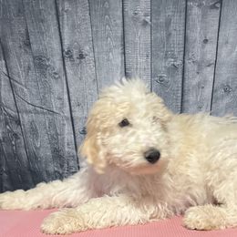 Red collar - Goldendoodle puppy in Oklahoma from Helios Doodles