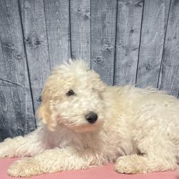 Red collar - Goldendoodle puppy in Oklahoma from Helios Doodles
