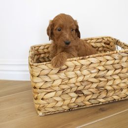 Goldendoodle, Irish Doodle, Labradoodle, and Poodle Puppies from Desert Doodles