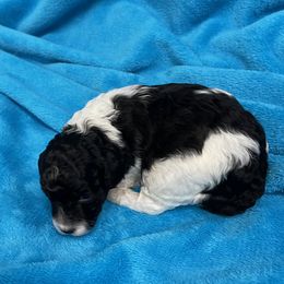 Poodle Puppies from Canyon Spring Ranch Poodles