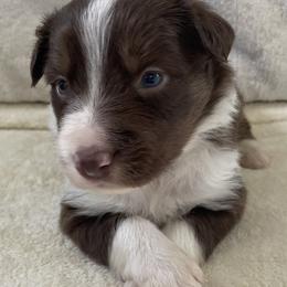 Border Collie Puppies from Collie Wood Hills