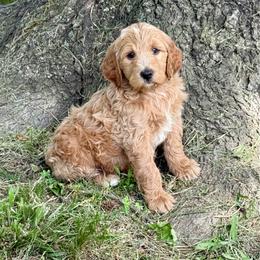 Leonard - Red  male Goldendoodle puppy in Charleston, Arkansas from Lazy S Aussies