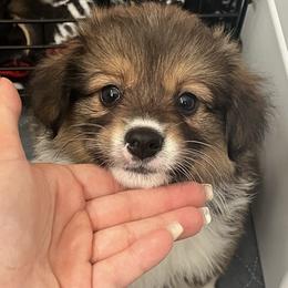 Pembroke Welsh Corgi Puppies from South Shore Corgis