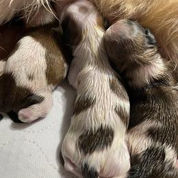 Mal-Shis and Shih Tzus from Wiggle Bottom Shih Tzu/Maltese
