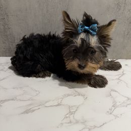 Samual - Black and tan male Yorkshire Terrier puppy in Maple Heights, Ohio from Yorkiesllc