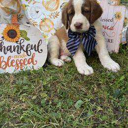 Quake - Brown and white male Saint Berdoodle puppy in Traverse City, Michigan from Bare Paws Saint Berdoodles