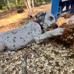 Primrose(LUA) - White and liver brown female Dalmatian puppy in Wilson, North Carolina from New Horizonz Dalmatians