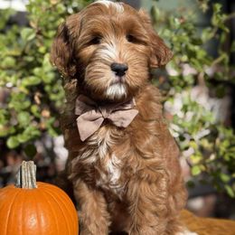 Zoro - Red  male Goldendoodle puppy in Yuciapa, California from AlltheDoodlez_