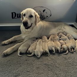 Golden Retriever Puppies from Stud Service