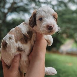 Chipper - Parti male Goldendoodle puppy in Austin, Texas from Cedarcrest Goldendoodles