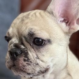 French Bulldogs from Flower Frenchies