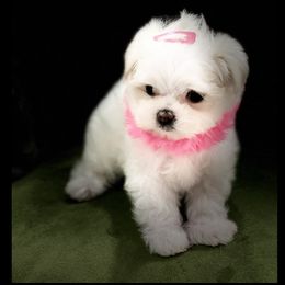 "Our past puppy -  Sold " Maltese and Yorkshire Terrier Puppies from Precious Paws Maltese and Yorkies