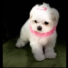 "Our past puppy -  Sold " Maltese and Yorkshire Terrier Puppies from Precious Paws Maltese and Yorkies