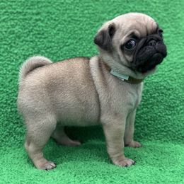 Maui's Girl - Brown Collar - Fawn female Pug puppy in Troutman, North Carolina from Ohana Pugs
