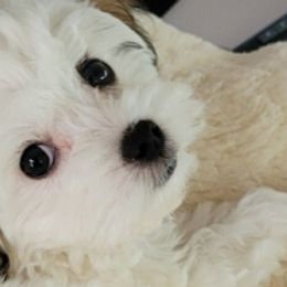 Maltipoos and Poodles from Precious Pups
