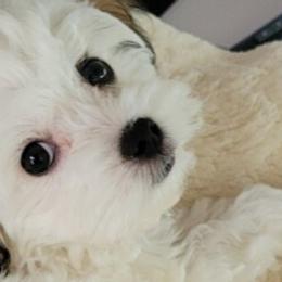 Maltipoos and Poodles from Precious Pups