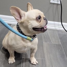 Piper - Cream female French Bulldog puppy in Harlingen, Texas from GulfCoastKennels