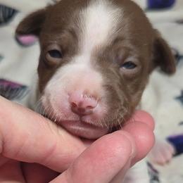 Hazelnut - White, chocolate and tan female Rat Terrier puppy in Rio Vista, California from CaliRats Rat Terriers