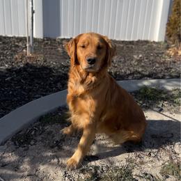 Junie - Golden Retriever