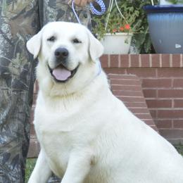 Hoss - Labrador Retriever