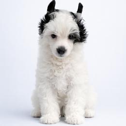 Caterpillar - Black and white male Chinese Crested puppy in Destin, Florida from Fairy Tale Cresteds