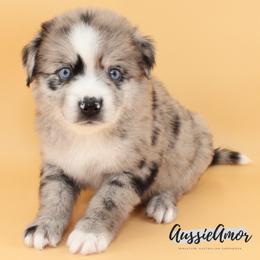 Bi Blue Merle 4 - 2 Blue eyes Long tail - Blue merle male Miniature Australian Shepherd puppy in Pinehurst, Texas from Aussie Amor