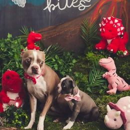 Boston Terrier Puppies from Beatrice's Kennels