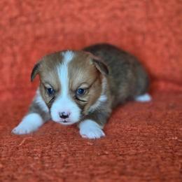 Bruno - Sable and white male American Corgi puppy in Tallahassee, Florida from Koko's Korgis