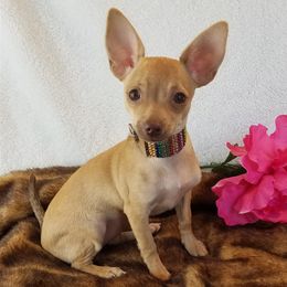 Amber - Chihuahua
