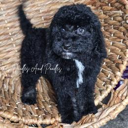 Dolly - Tri-color female Bernedoodle puppy in Cleveland, Georgia from Jam's Doodles And Poodles