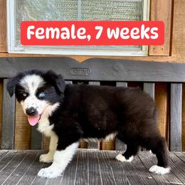 Red collar - Black and white female Yakutian Laika puppy in Bethel, Ohio from Caldersong Kennels