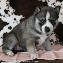 Orange - Agouti and white female Siberian Husky puppy in York, Pennsylvania from Spalla Pups