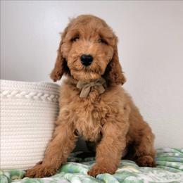 Arthur - Red  male Goldendoodle puppy in Temecula, California from Oodles O'Doodles