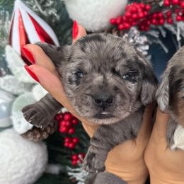 Ana- Solid black dapple 4000 - Dapple female Dachshund puppy in North Branch, Michigan from Monarch Miniature Dachshunds