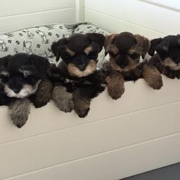 Miniature Schnauzer Puppies from Von Baron Schnauzers
