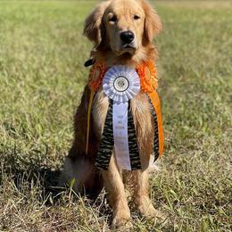 Golden Retriever Puppies from Golden Bunns Retrievers