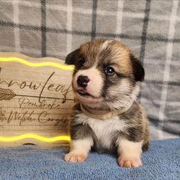 Mayo DM CLEAR - Red female Pembroke Welsh Corgi puppy in Idaho from Arrowleaf Corgis