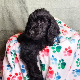 Petunia “Tuna” - Black Goldendoodle puppy in Sarasota, Florida from Oodles of Poodles and Doodles