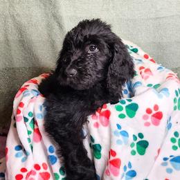 Petunia “Tuna” - Black Goldendoodle puppy in Sarasota, Florida from Oodles of Poodles and Doodles