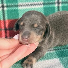 Bodee - Blue and tan male Dachshund puppy in Chelsea, Oklahoma from Elite Puppies of Oklahoma, LLC
