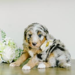 Paris - female Australian Mountain Doodle puppy in Spanish Fork, Utah from K Brand Doodles