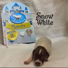 Snow White - Liver and white female German Shorthaired Pointer puppy in North Branch, Minnesota from Chrishelle Farm