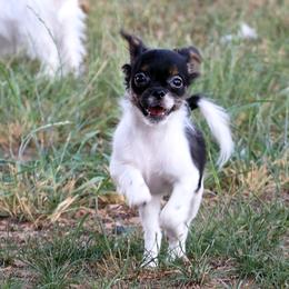 Xella - Black female Mi-Ki puppy in Elizabeth, Colorado from Royal T Mi-Kis