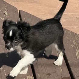 Chihuahua puppies from Layna's Pomeranians & Chihuahuas