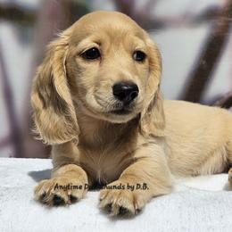 Lester (2125) - Cream male Dachshund puppy in Ovett, Mississippi from Anytime Dachshunds by D.B.