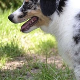 Australian Shepherds from Absaroka Aussies